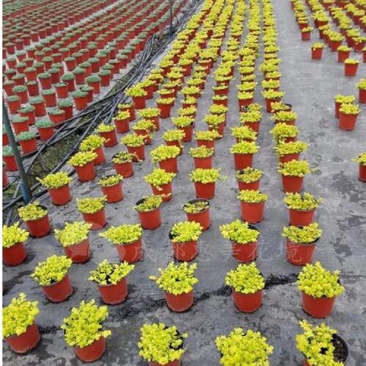 金叶过路黄批发价格 多年生草本植物 宿根 地被 园林绿化