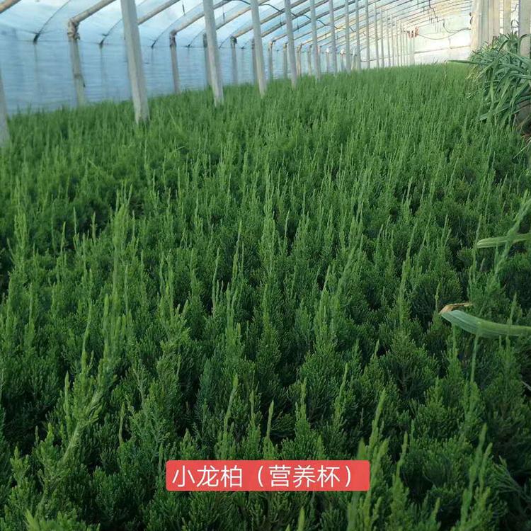 青州小龙柏 小龙柏价格 量大从优