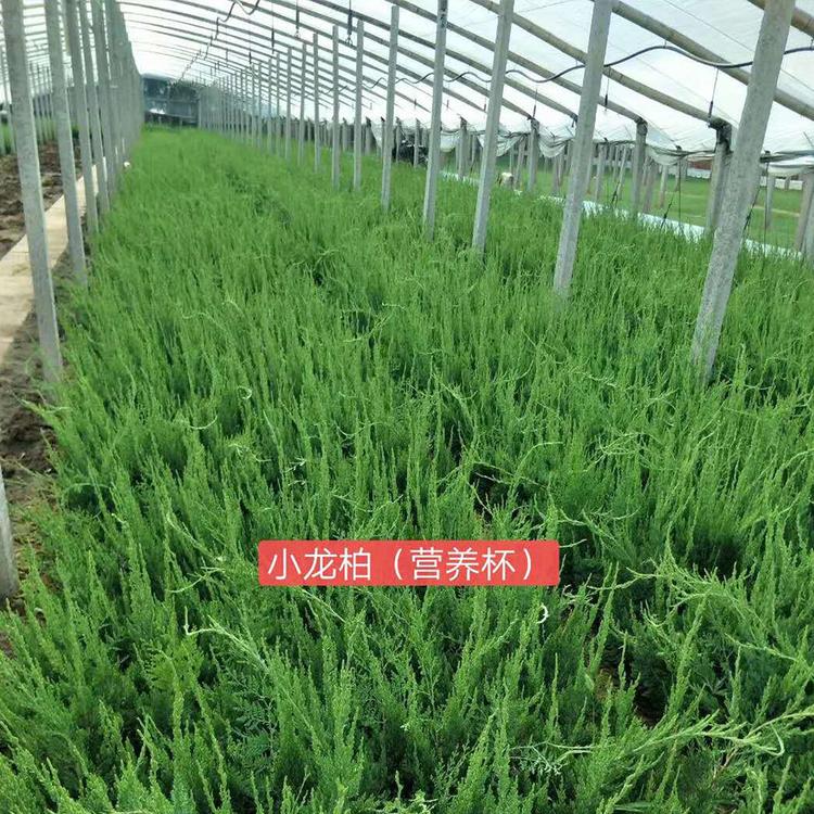 轩琪大量供应小龙柏绿化苗 小龙柏种植基地 量大价优