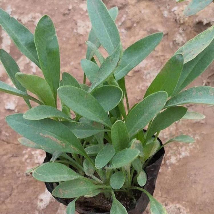 量大从优 金鸡菊价格 青州金鸡菊