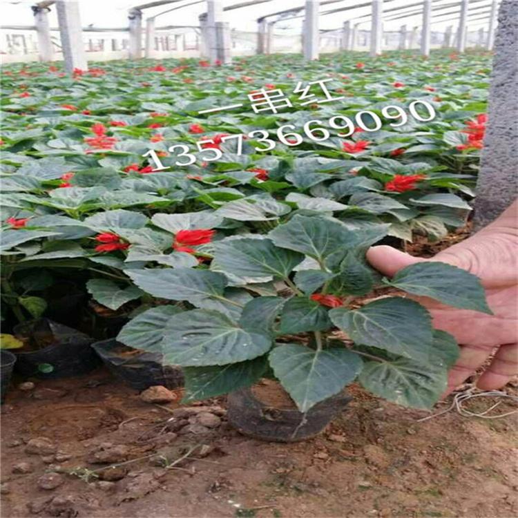 一串红工程苗 一串红观赏植物