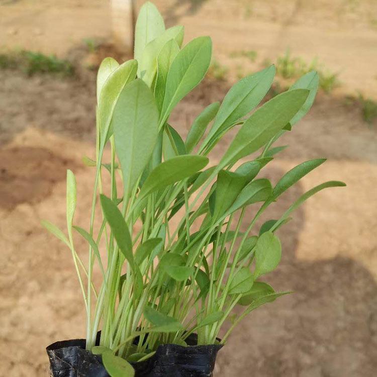金鸡菊供货商 价格从优 山东金鸡菊