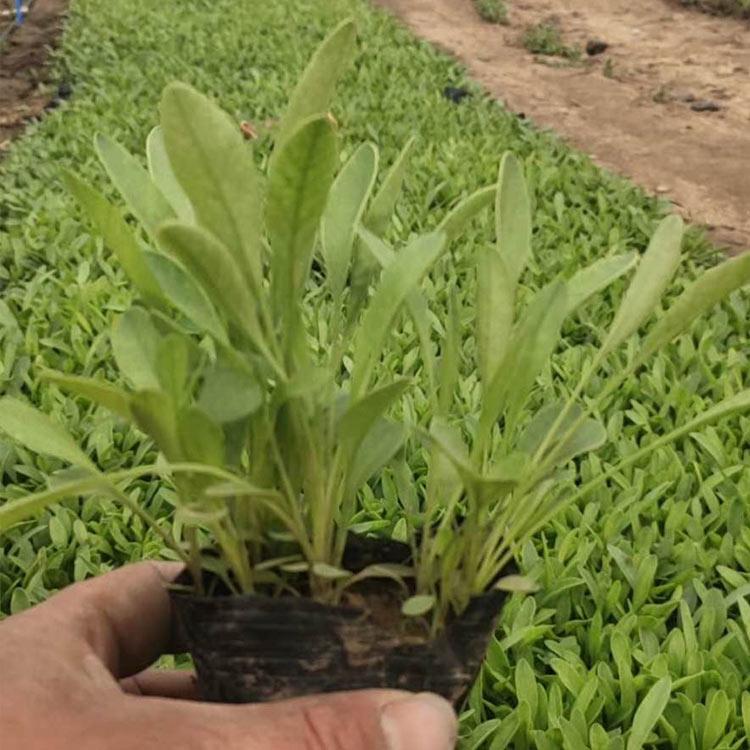 山东金鸡菊杯苗 金鸡菊杯苗销售商 批发基地