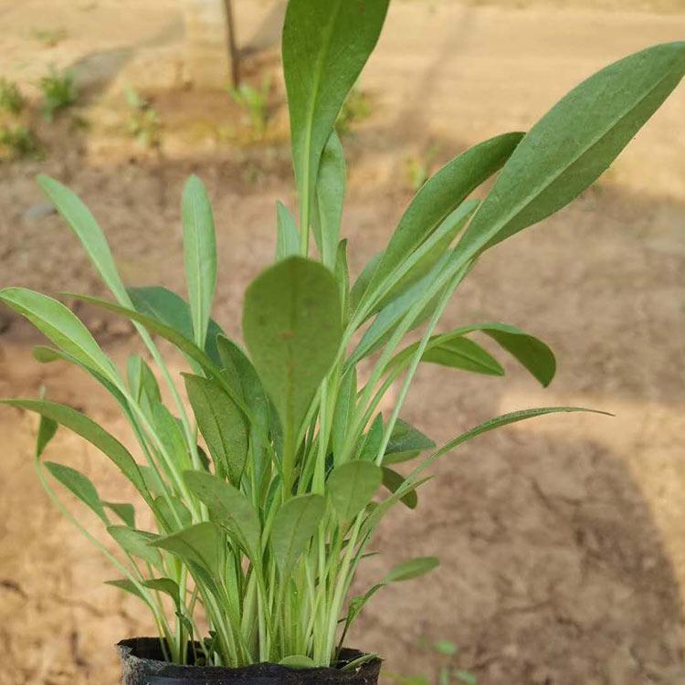 销售金鸡菊小苗 金鸡菊小苗销售商 批发基地