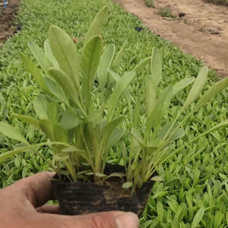 金鸡菊杯苗销售 基地直售 青州金鸡菊杯苗