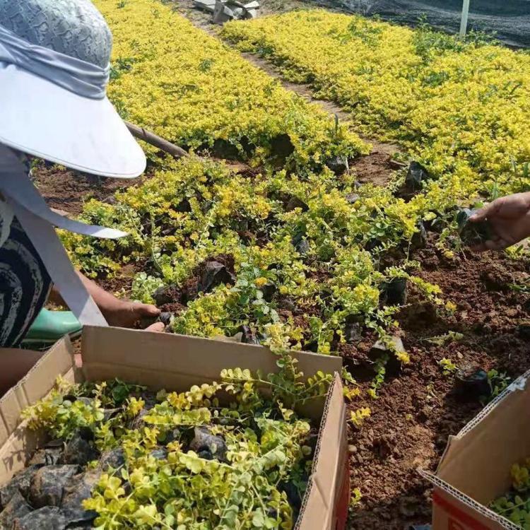 金叶过路黄基地价格 地被植物 园林绿化 山东青州宿根草花