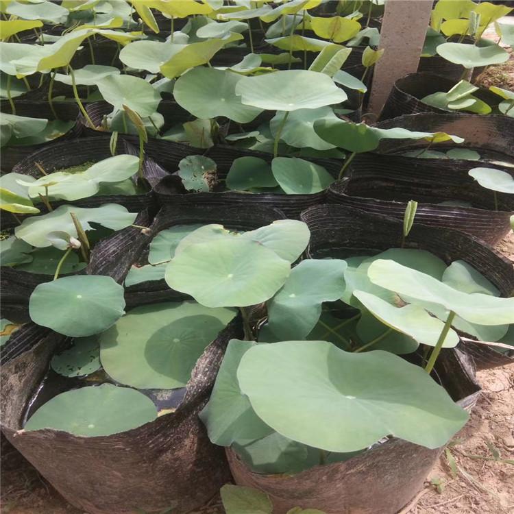 大批量水生荷花含苞待售