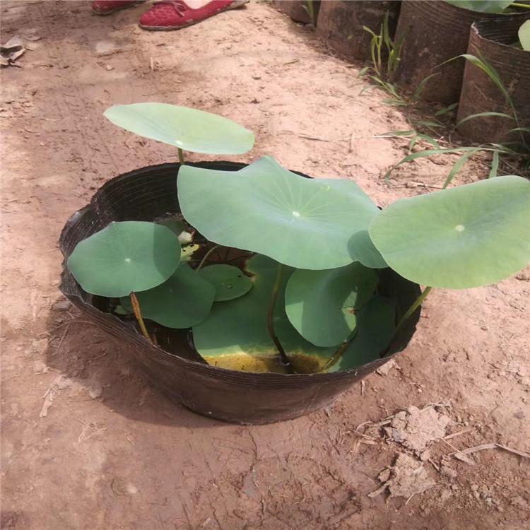 荷花基地出货 荷花批发基地