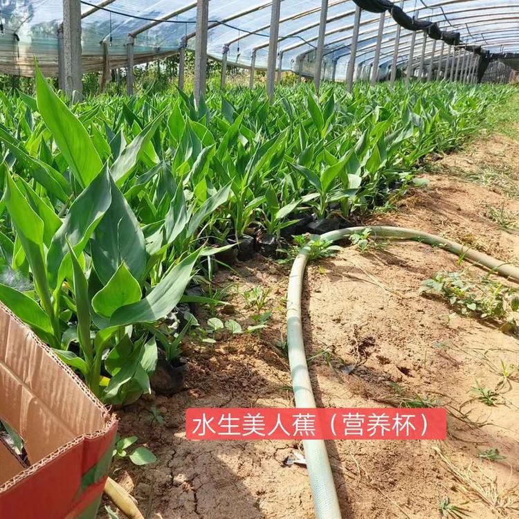 水生美人蕉营养杯小苗批发商 欢迎来电咨询轩琪水生美人蕉