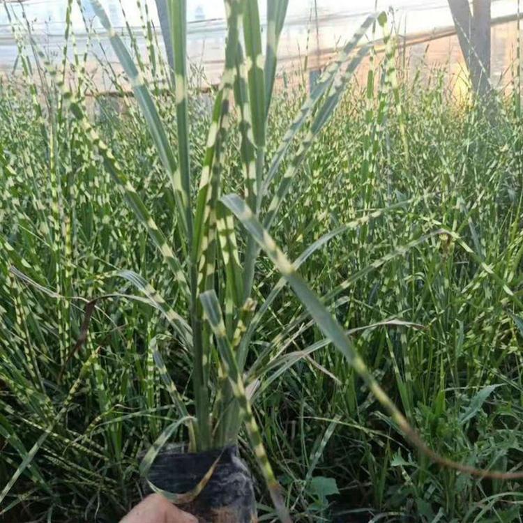 青州斑叶芒种植基地 斑叶芒批发价格 量大从优