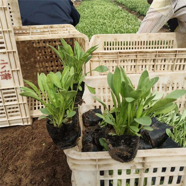金鸡菊小苗  金鸡菊种植基地  金鸡菊批发价格