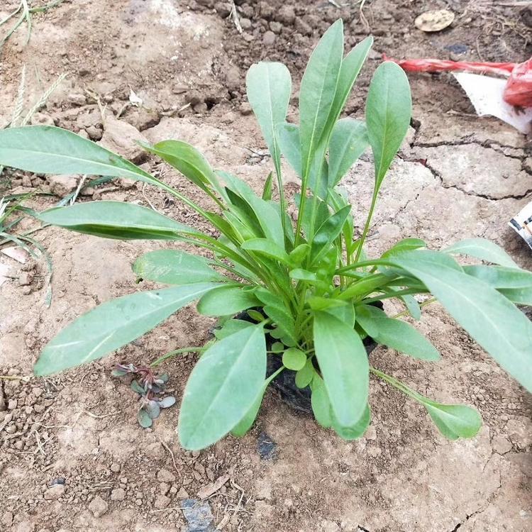 大量供应金鸡菊苗  金鸡菊价格  金鸡菊种植