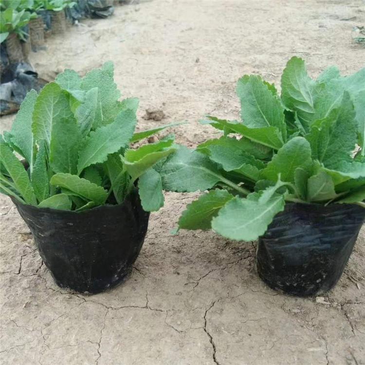 青州草花批发商  金鸡菊批发价格  信息长期有效