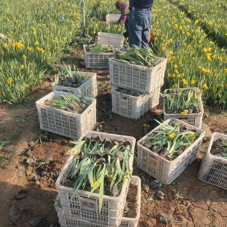 德国鸢尾价格 苗圃供应现货 山东德国鸢尾