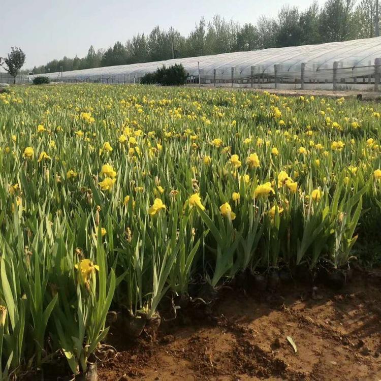 德国鸢尾直销 基地直售 青州德国鸢尾