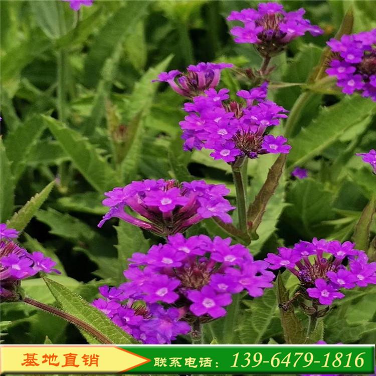 花海宿根花卉 桑托斯马鞭草 花海景观工程用草花植物山东彩诺