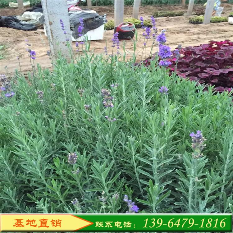 薰衣草营养钵苗 大量供应宿根花卉薰衣草 打造花海绿化工程苗