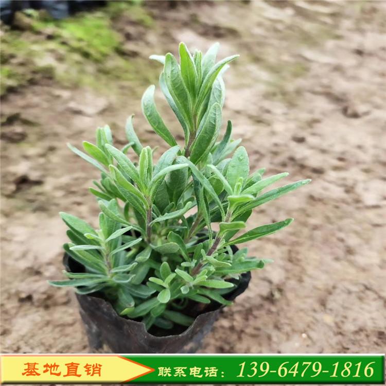 薰衣草种子 各种庄园工程承建花海景观设计 薰衣草花海价格
