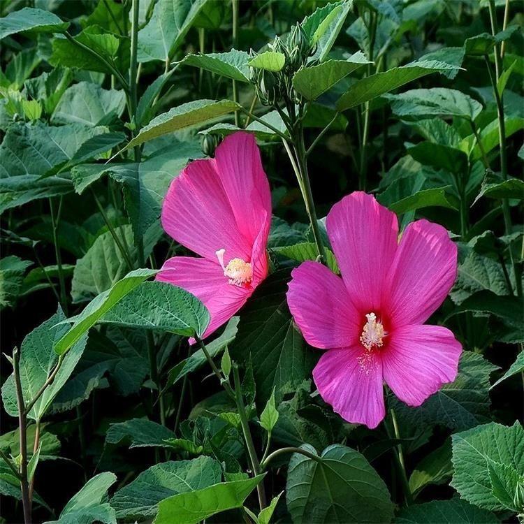 大花秋葵 山东青州大量批发时令草花 绿化 园林用草花