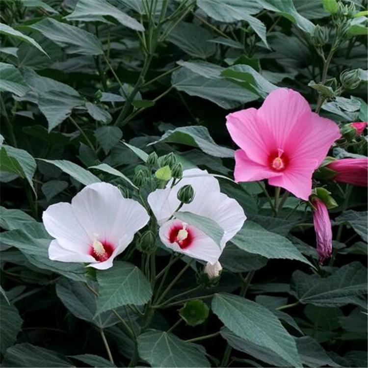 大花秋葵价格 蜀葵 优良宿根花卉 花海植物品种多样