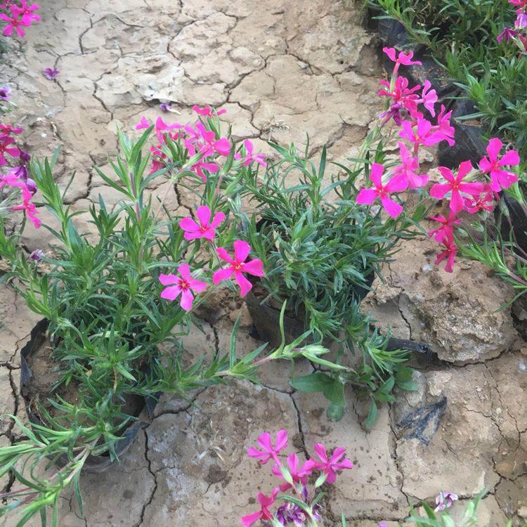 芝樱花海用苗 芝樱花海用苗供货商 陕西芝樱花海用苗