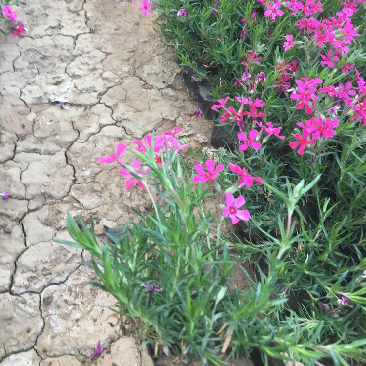 芝樱 芝樱出售 内蒙古芝樱