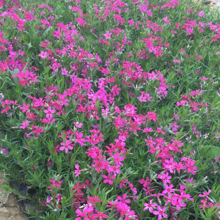 芝樱苗 芝樱苗基地 安徽芝樱苗