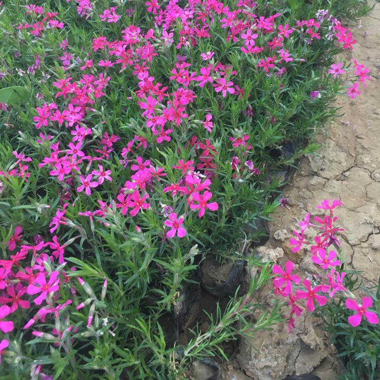 芝樱花海用苗 芝樱花海用苗销售 山东芝樱花海用苗