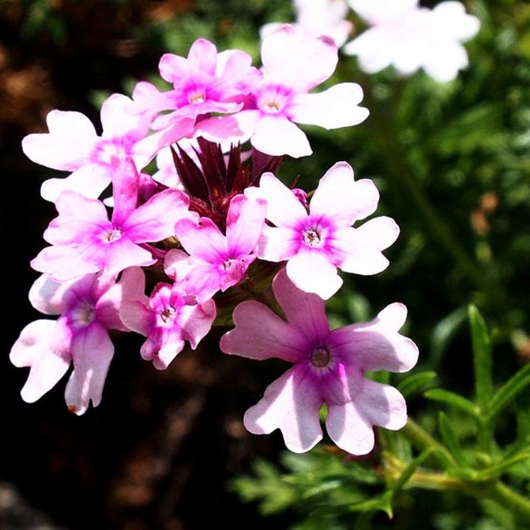 芝樱小苗 芝樱小苗基地 陕西芝樱小苗