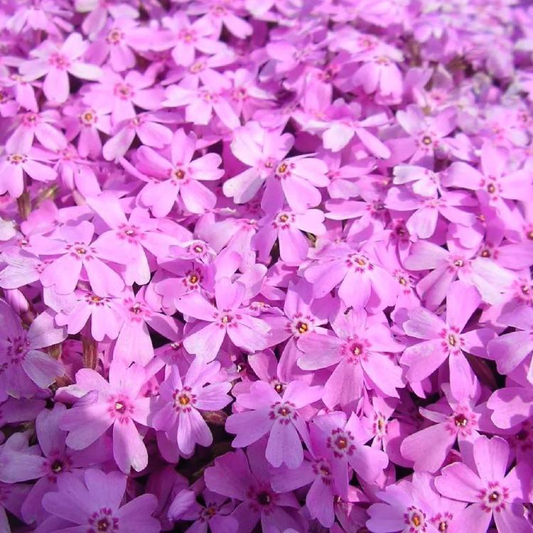 芝樱小苗 芝樱小苗出售 安徽芝樱小苗