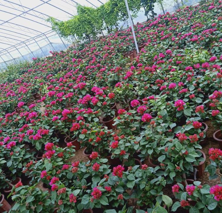 三角梅基地   大量批发三角梅 三角梅价格   茗健三角梅
