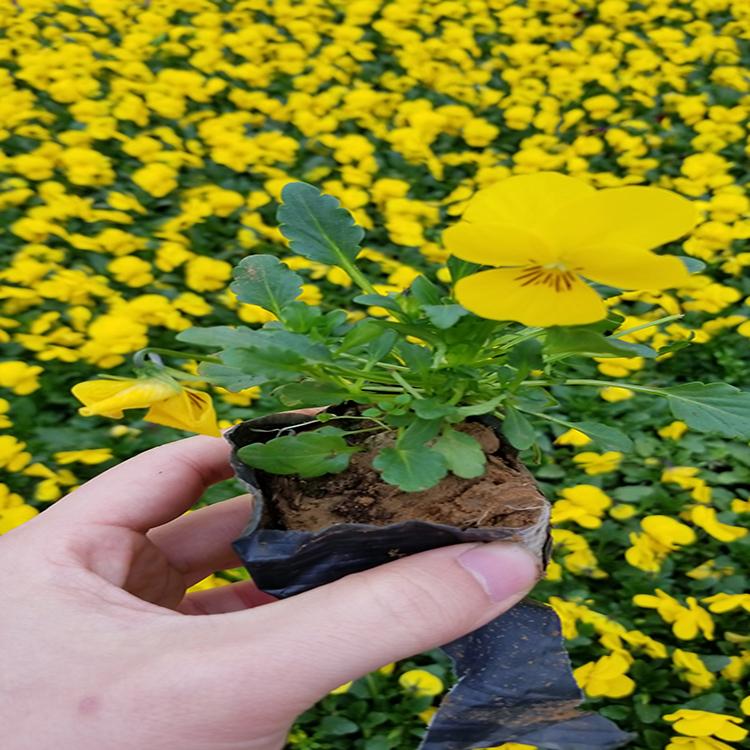 三色堇种植基地 双色盆三色堇批发价格