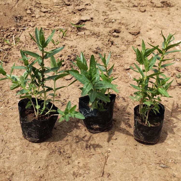 千屈菜 千屈菜小苗 绿化工程用千屈菜