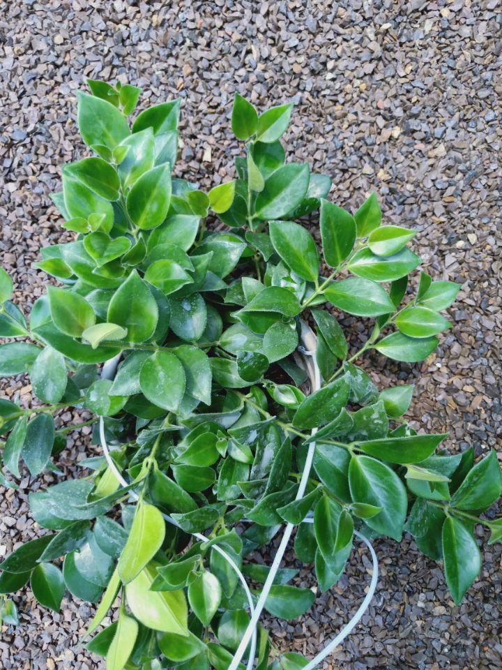 口红吊兰种植基地  口红吊兰价格  口红吊兰批发