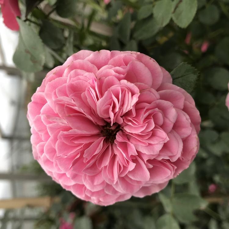 地邦 大量种植 月季花品种月季质优价廉