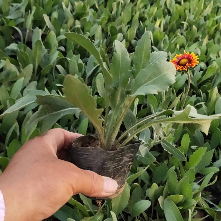 天人菊 基地批发天人菊营养钵 天人菊批发商