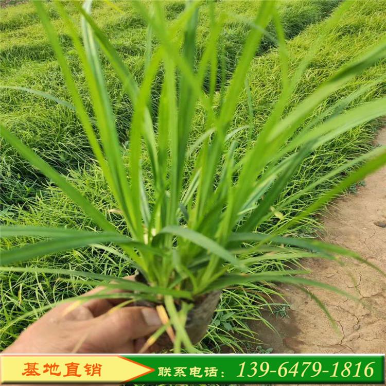 山东崂峪苔草批发价格 青绿苔草小苗  观赏草常绿苔草营养钵苗