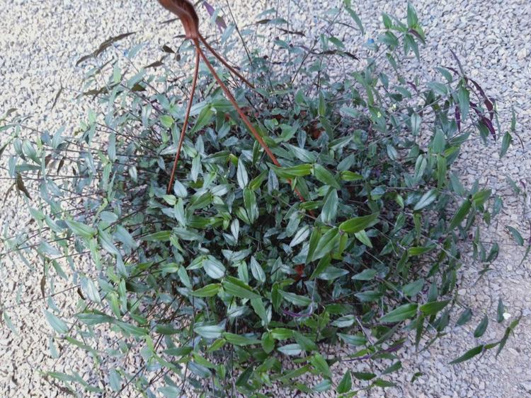 婚纱吊兰种植基地  婚纱吊兰价格  婚纱吊兰批发