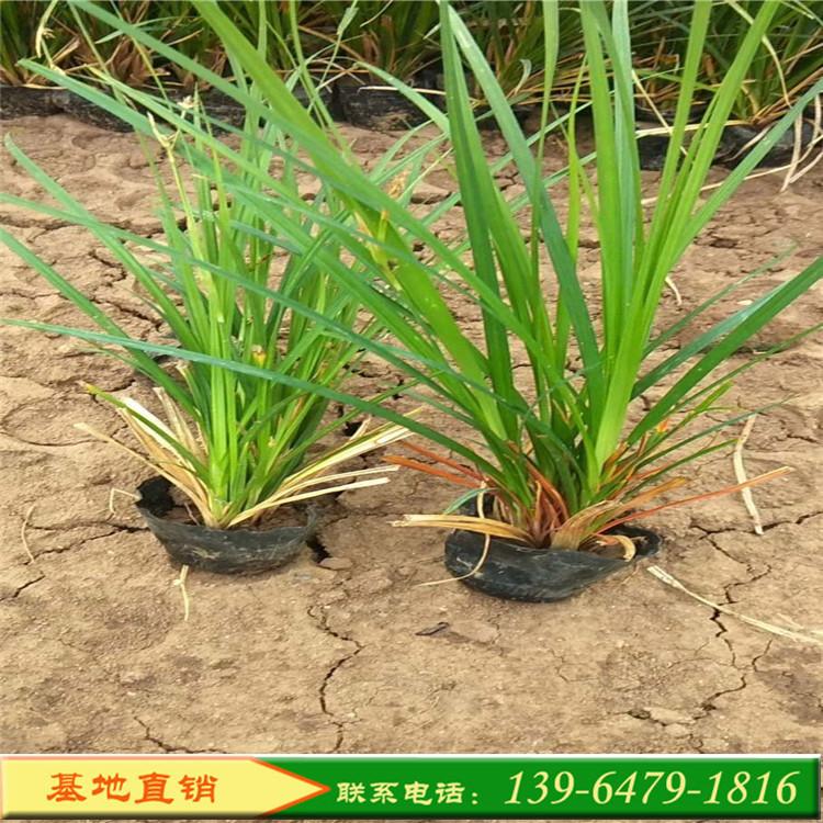 护坡绿化用的植物崂峪苔草 长绿性耐盐碱观赏草 青绿苔草价格山东彩诺