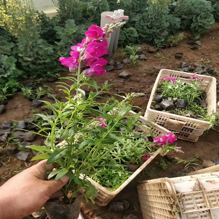 金鱼草 金鱼草种植基地 金鱼草批发 青州金鱼草小苗
