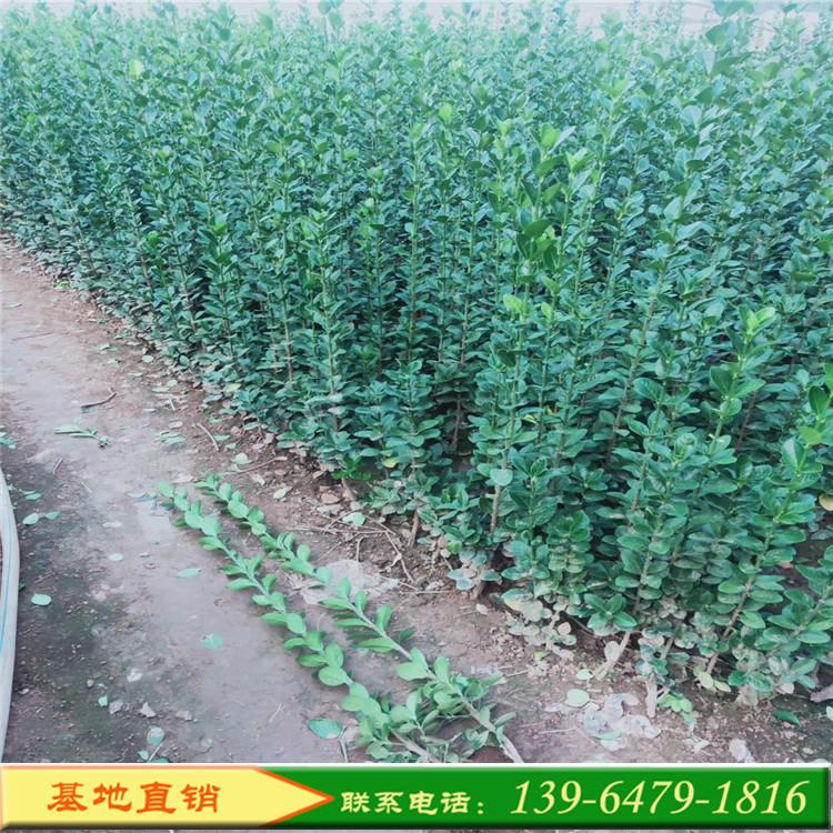 绿化苗木行道树 绿篱植物大叶黄杨苗 批发1.5米北海道黄杨价格