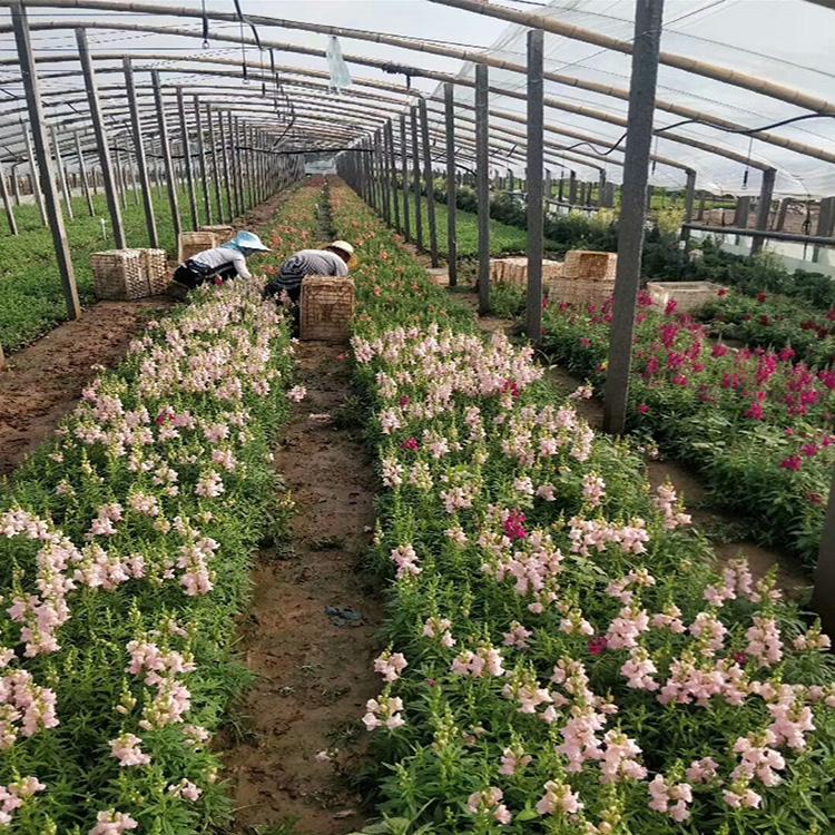 金鱼草 金鱼草花卉批发 草花批发