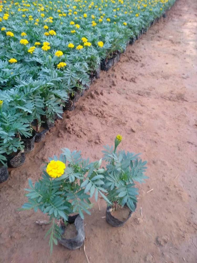 孔雀草  青州孔雀草  孔雀草基地 孔雀草批发 孔雀草种植