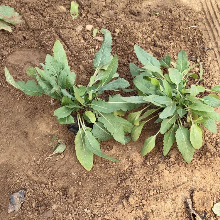 顺菊 蓝花鼠尾草价格 地被鼠尾草种植基地