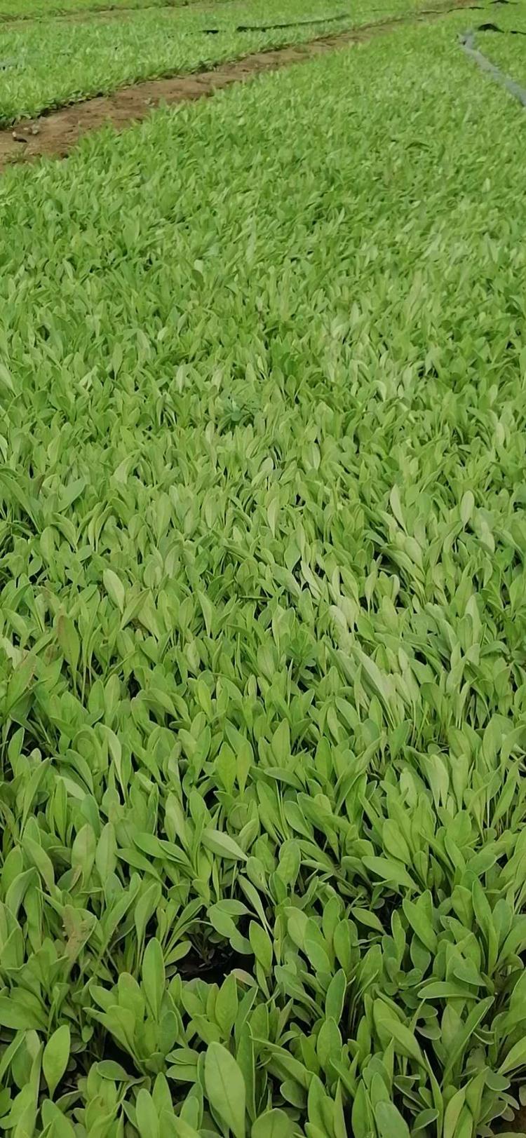 金鸡菊 金鸡菊批发 青州金鸡菊 金鸡菊基地 山东金鸡菊 潍坊金鸡菊 金鸡菊供应 金鸡菊批发