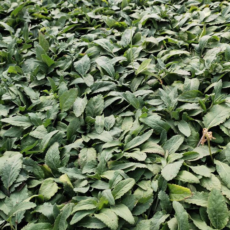 尾草批发价格 地被鼠尾草种植基地