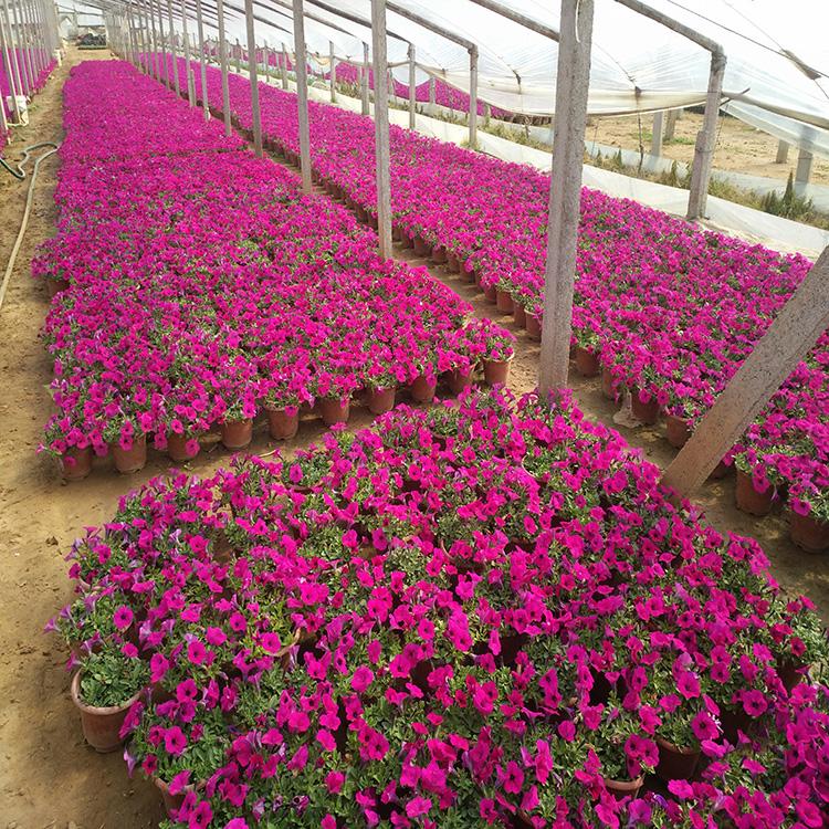 垂吊牵牛批发  时令花卉 垂吊牵牛