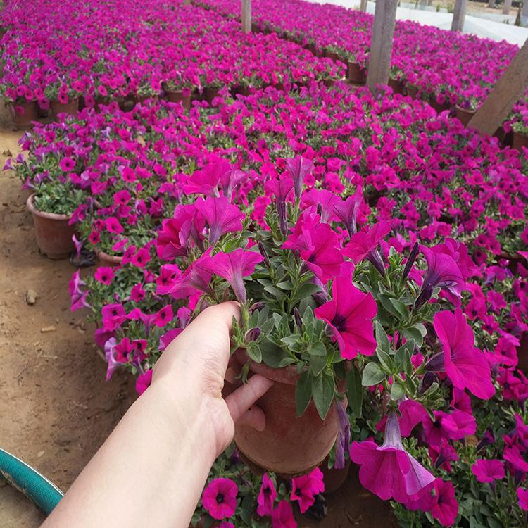 垂吊牵牛 种植基地 青州草花基地 现货出售