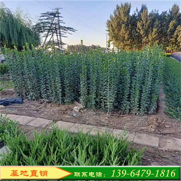 供应抗寒性强适生范围广 生长较快常绿阔叶乔木 北海道黄杨批发价格