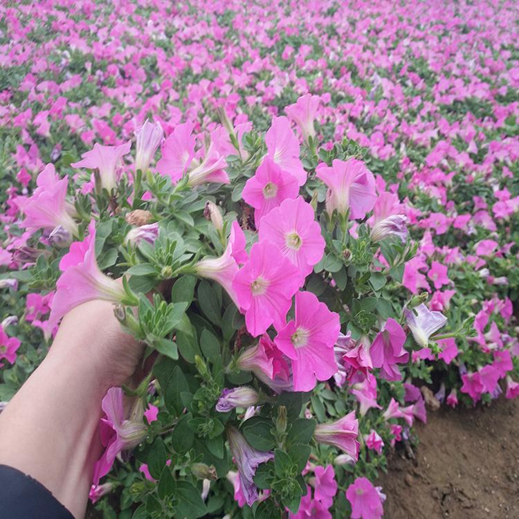 垂吊牵牛批发 垂吊牵牛种植基地 厂家直销